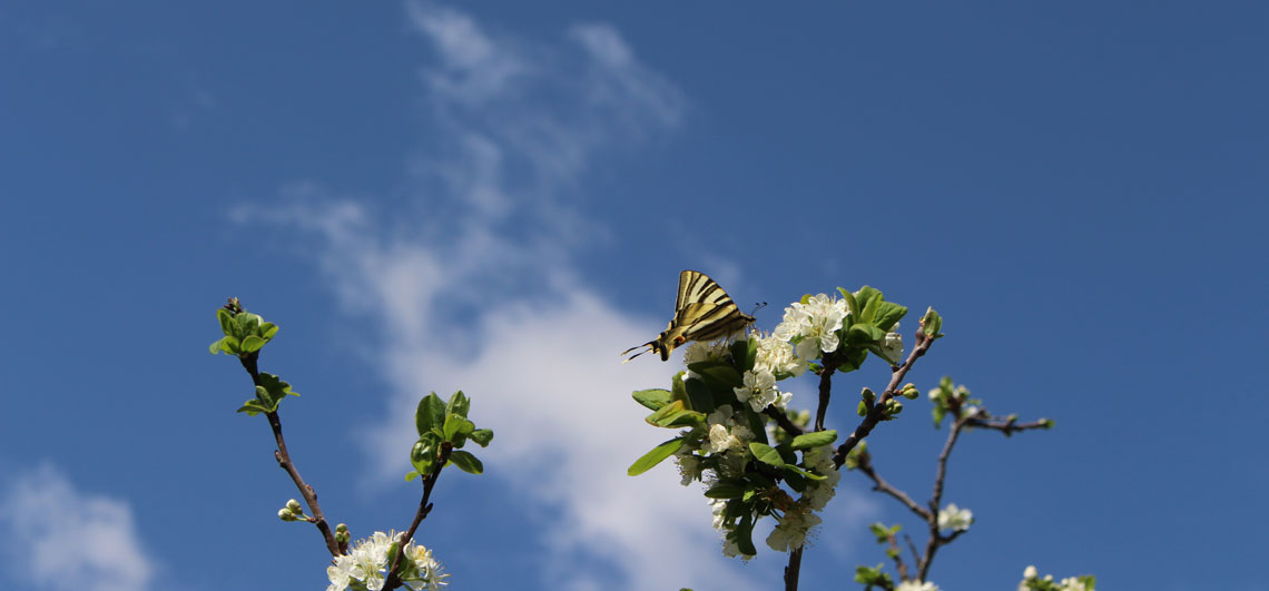 What are your wishes?